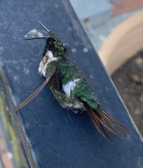 Calliphlox amethystina