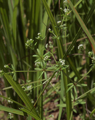 Galium trifidum columbianum