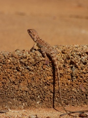 Ctenophorus caudicinctus