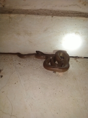 Lycodon anamallensis