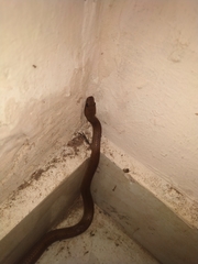 Lycodon anamallensis