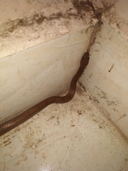 Lycodon anamallensis