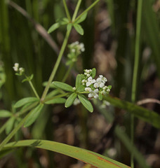 Galium trifidum columbianum