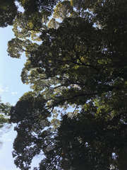 Castanopsis cuspidata