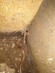 Lycodon anamallensis