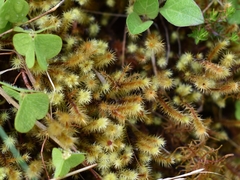 Breutelia chrysocoma