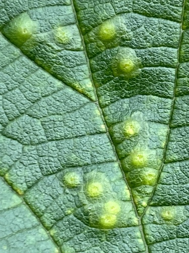 Hackberry Blister Gall Psyllid photo 6