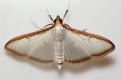 Cydalima pfeifferae
