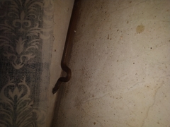 Lycodon anamallensis