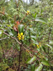Berberis gracilis