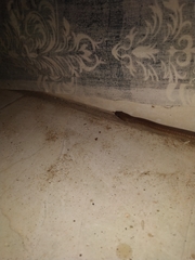 Lycodon anamallensis