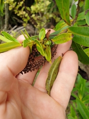 Veronica flavida