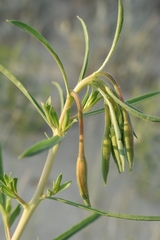 Oenothera nuttallii