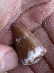 Conus rattus