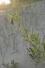 Oenothera nuttallii