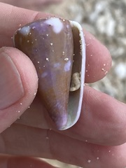 Conus rattus