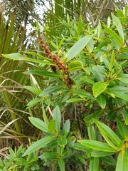 Veronica flavida