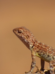 Ctenophorus caudicinctus