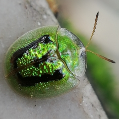 Cassida circumdata