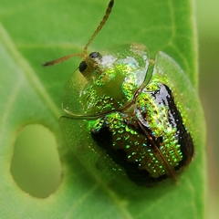 Cassida circumdata