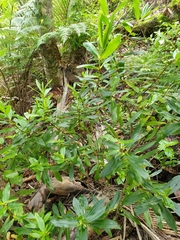 Veronica flavida