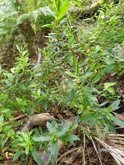 Veronica flavida