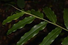 Alpinia arundelliana
