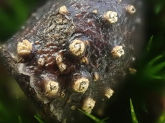 Harknessia uromycoides