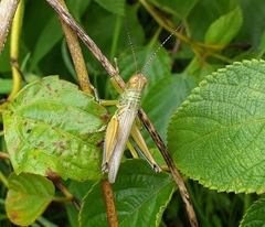 Acrididae