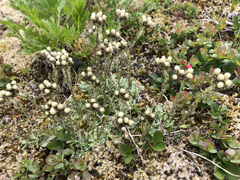 Antennaria alpina