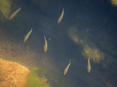 Blackmast photo 1