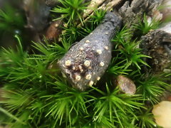 Harknessia uromycoides