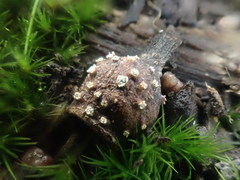 Harknessia uromycoides