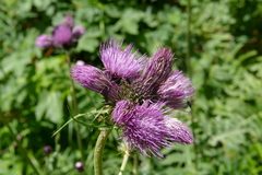 Cirsium alsophilum