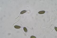 Harknessia uromycoides