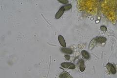 Harknessia uromycoides