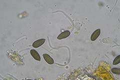 Harknessia uromycoides