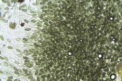 Harknessia uromycoides