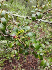 Berberis gracilis