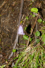 Soldanella