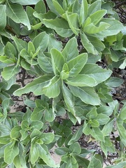 Heliotropium arboreum