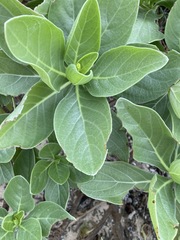 Heliotropium arboreum