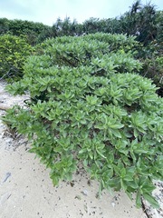 Heliotropium arboreum