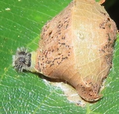 Abantis paradisea