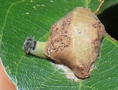 Abantis paradisea