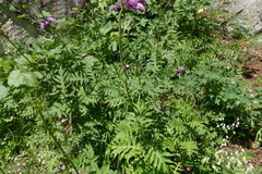 Cirsium alsophilum