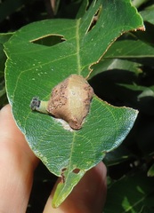 Abantis paradisea