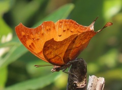Polyura zoolina