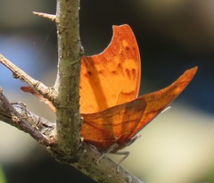 Polyura zoolina