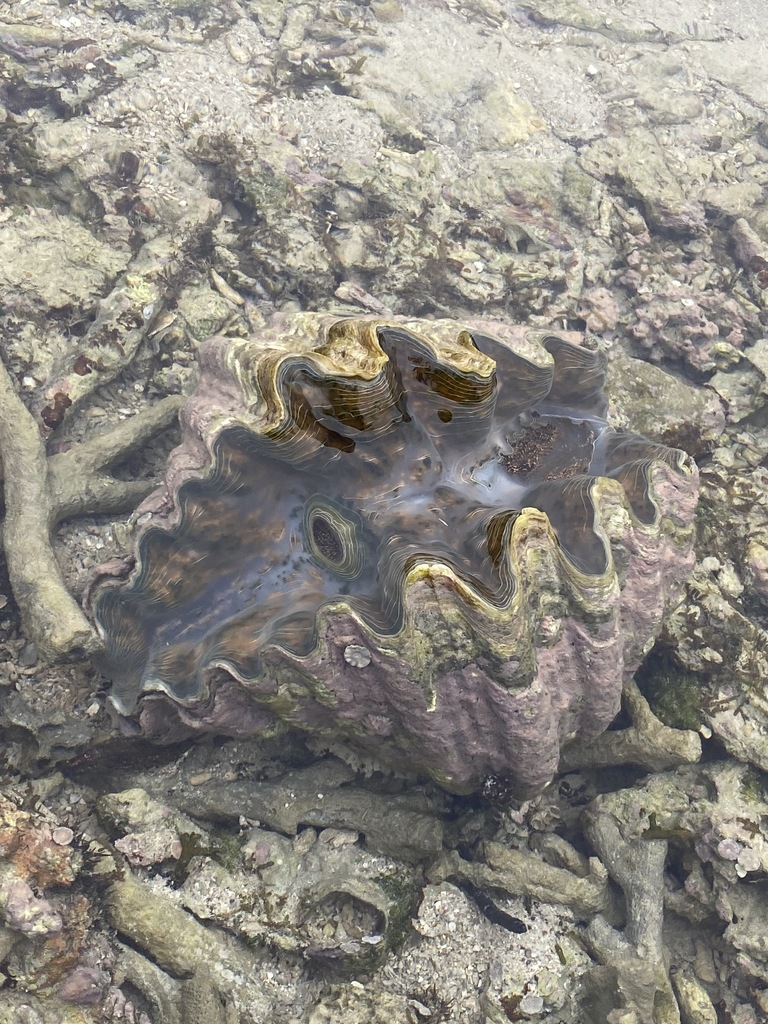 Bear paw clam